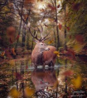 Cerf