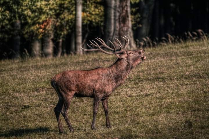 Cerf