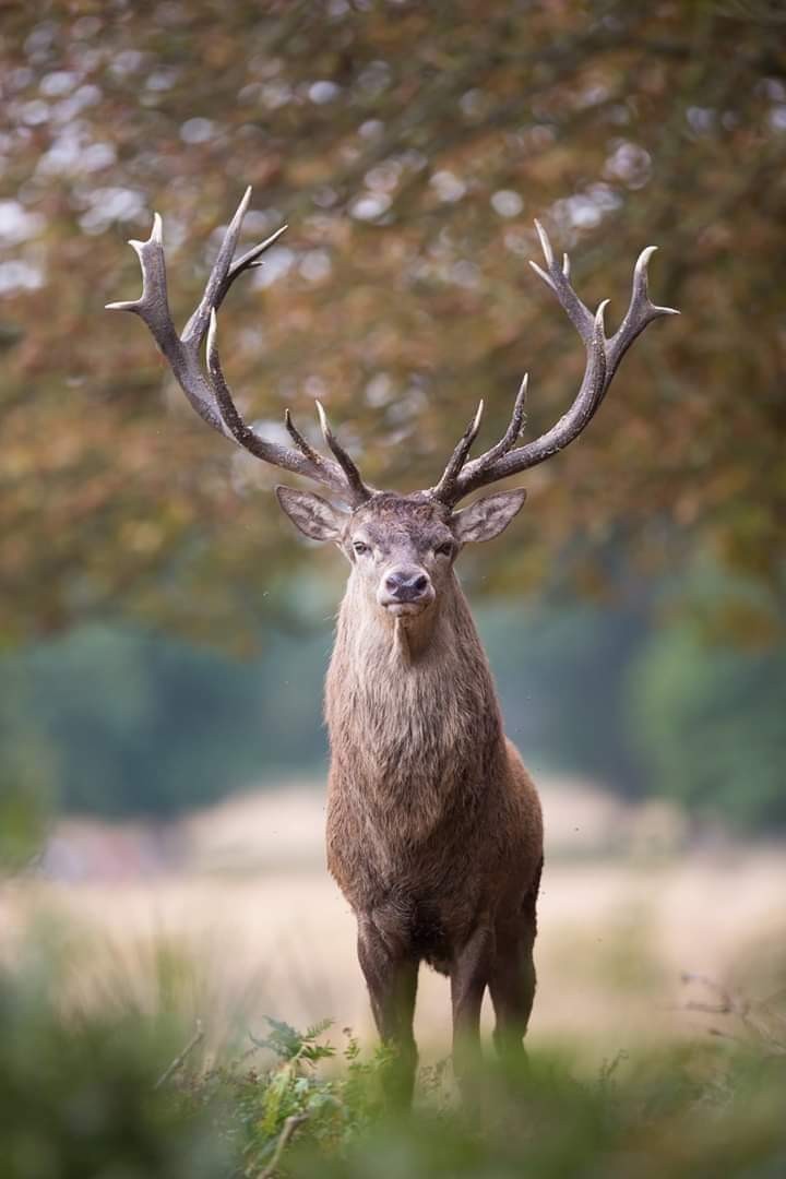 Cerf