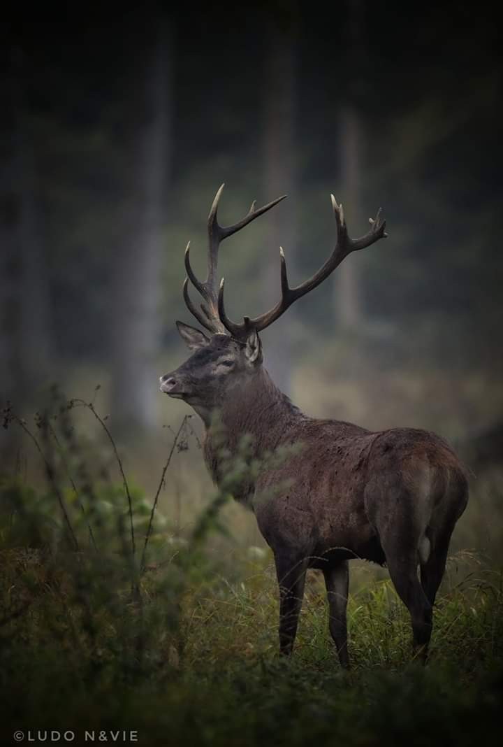Cerf