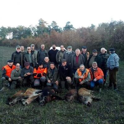 Battue aux sangliers