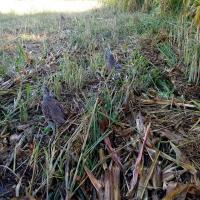 Lacher d oiseaux 2 1